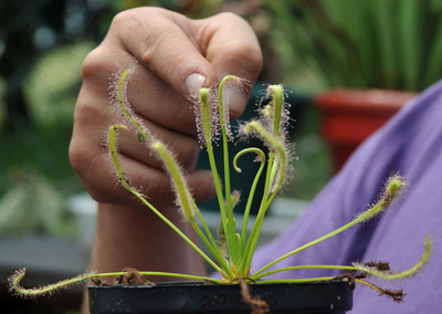 食虫植物の展示会、コロンビア