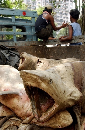 サメ捕獲量、最多国はインドとインドネシア