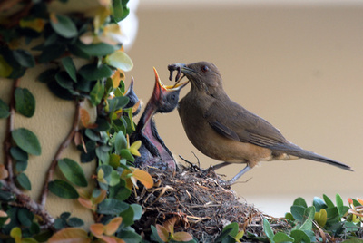 餌をひなへ運ぶツグミ、ホンジュラス