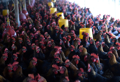 耐性獲得菌、2050年以降の年間死者数1千万人も 英報告書