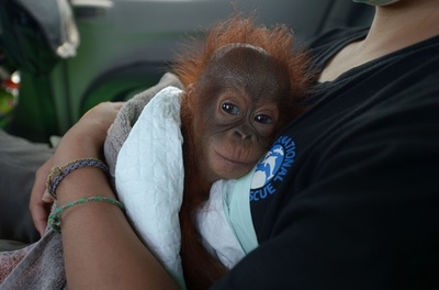 ペットとして飼育…オランウータンの赤ちゃんを救出 インドネシア