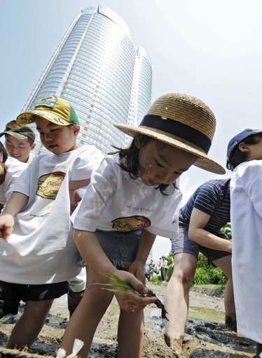六本木ヒルズで子どもたちが田植えを体験