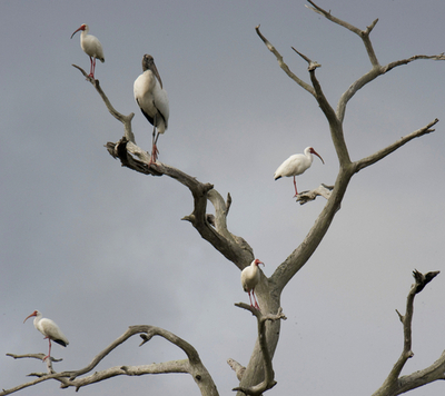NASA施設に接する野生動物保護区に集まった鳥