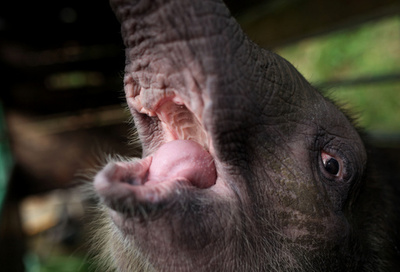 絶滅危惧のゾウ不審死、情報提供に報奨金150万円 マレーシア