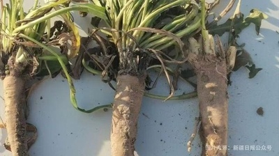 【三里河中国経済観察】「草」から天然ゴムへ　新疆で量産化へ前進