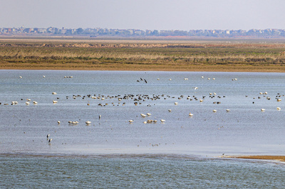 渡り鳥17万羽が越冬する中国・ハ陽湖の保護活動