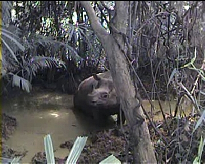 【動画】絶滅危惧種のジャワサイ、新たな撮影に成功