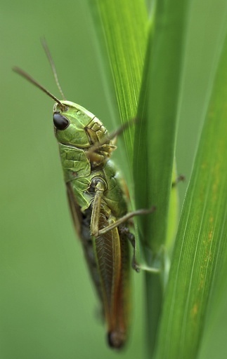 街中のバッタはバリトン歌手？騒音に順応し鳴き声変える、独研究