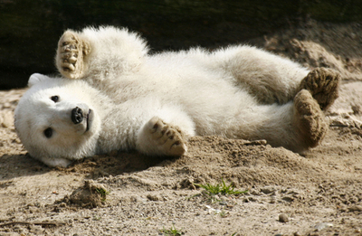 母クマの育児放棄で、安楽死の危機もあったホッキョクグマが一般公開 - ドイツ