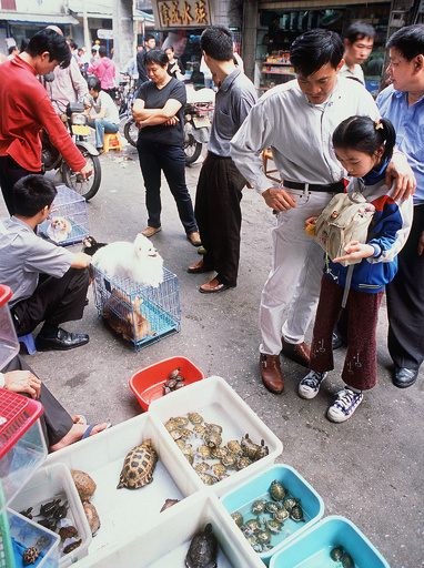 フィリピンの希少なヤマガメ、中国への密輸増加で深刻な危機に