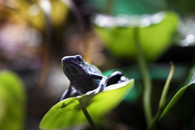 電話で鳴き声をライブ中継、カエルの遠隔観察システム