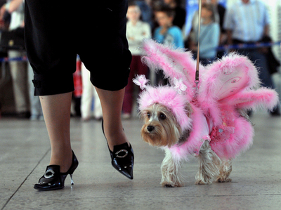 ピンクの妖精？ベラルーシのドッグショー