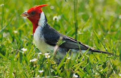 イベラの自然保護区、アルゼンチン