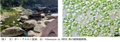 【名城大学】タイの温泉に生きるシアノバクテリアから新しい天然サンスクリーンを発見