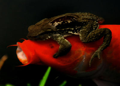 ニシキゴイを愛したヒキガエル、台湾