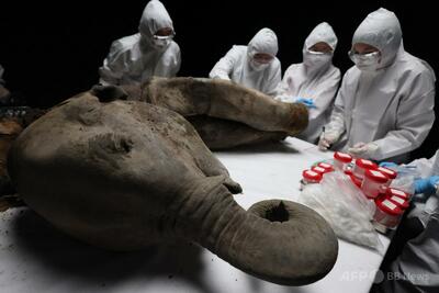 5万年前のマンモス「ヤナ」 シベリアの大学で解剖