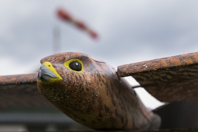 野鳥追い払う「Robird」、空港やごみ処理場で活躍