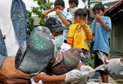 インドネシアで94人目の鳥インフルエンザ死者