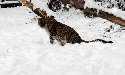 積雪のインド、野生保護区の動物たち