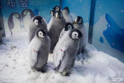 ベビーコウテイペンギン10羽を公開　珠海市