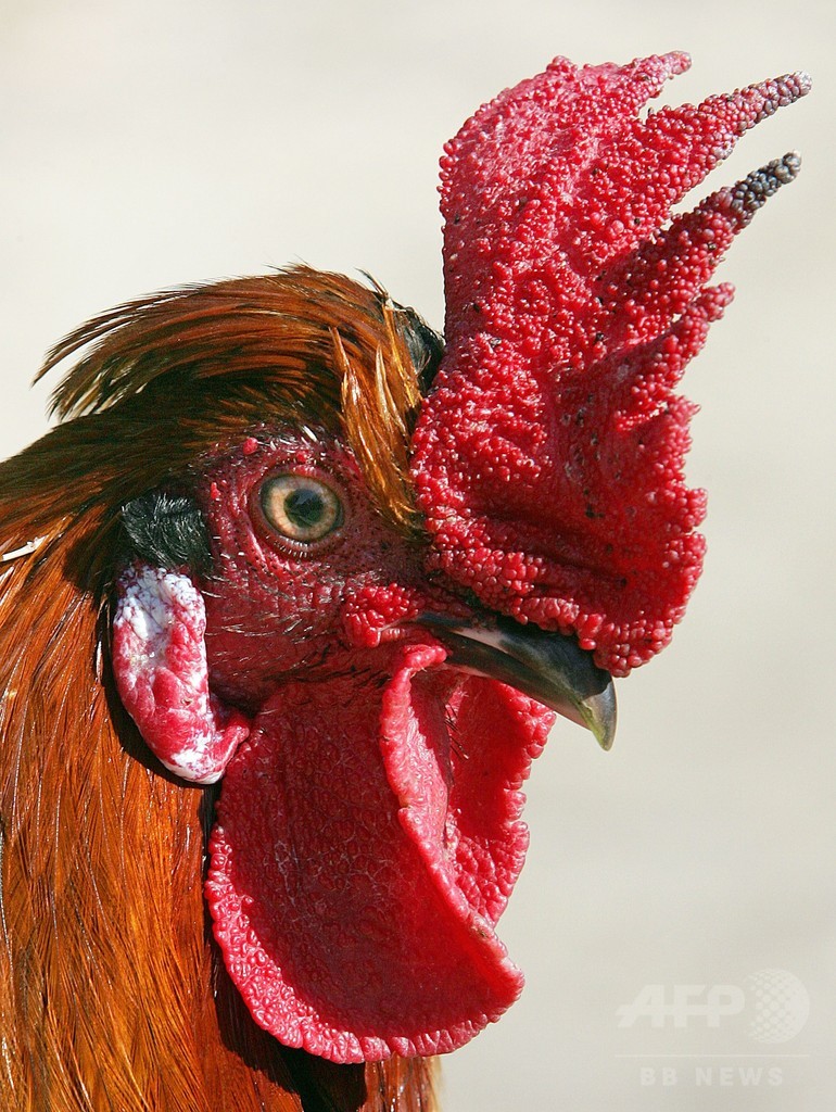 おんどりの朝の鳴き声 序列の高い順から 研究 写真1枚 国際ニュース Afpbb News