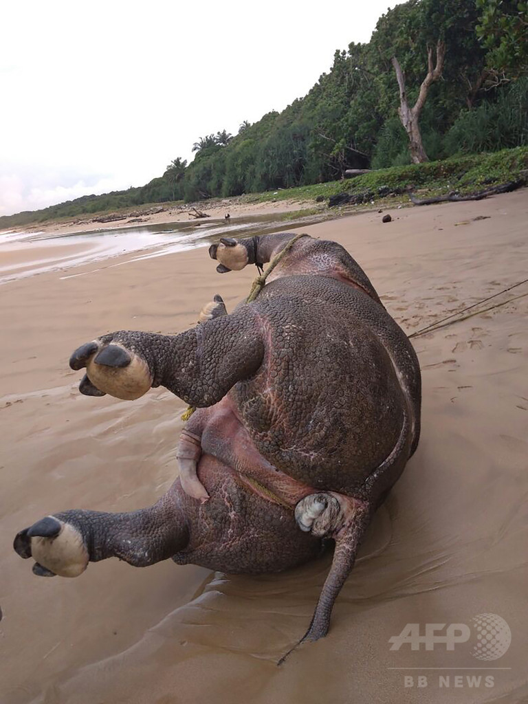 絶滅危惧種のジャワサイ死ぬ、残りわずか60頭 インドネシア