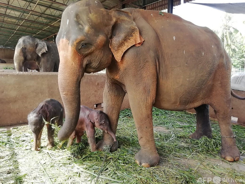 珍しい双子のゾウ誕生 飼育下では1941年来 スリランカ 写真2枚 国際ニュース Afpbb News