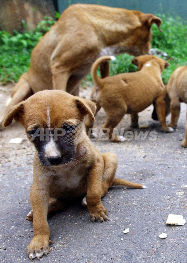 警察犬 不足に悩むスリランカで ペット犬 を一般募集 写真1枚 国際ニュース Afpbb News