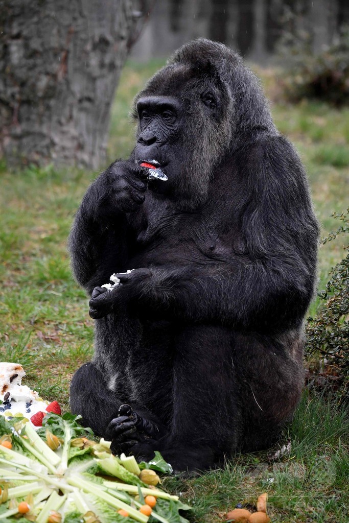 欧州最高齢のゴリラが61歳に、バースデーケーキをホール食い