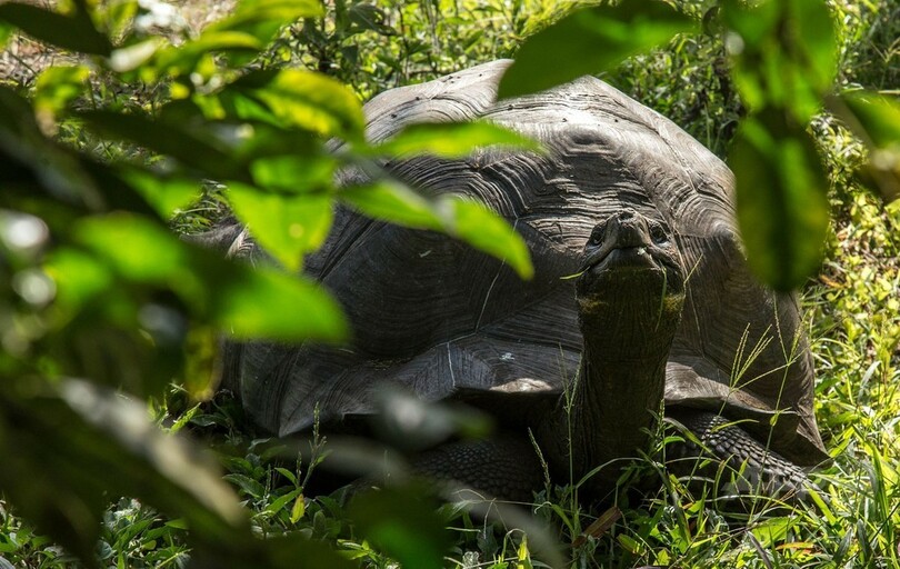 希少な新種ゾウガメの成長見守る、ガラパゴス諸島 写真8枚 国際ニュース：AFPBB News