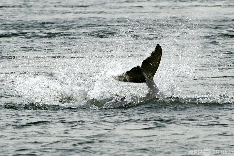 カワゴンドウ保護令、2か月で撤回 カンボジア首相