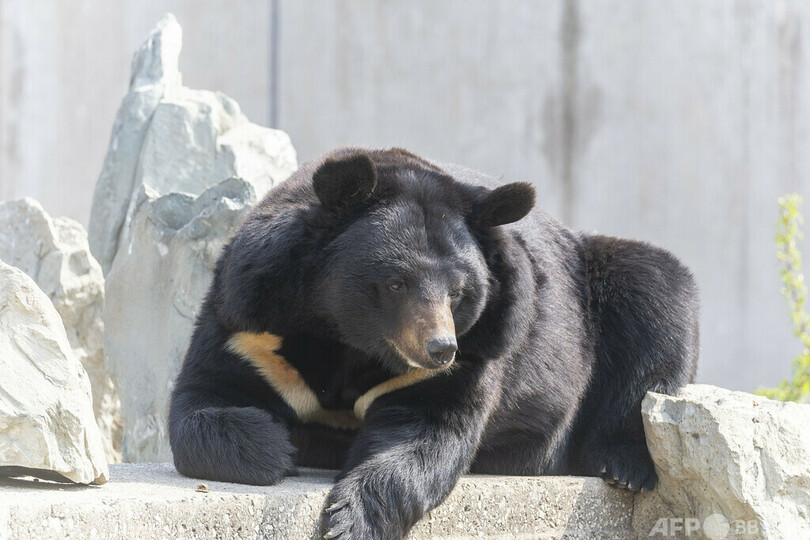 中国税関 入国旅客の手荷物からツキノワグマの手5個を押収