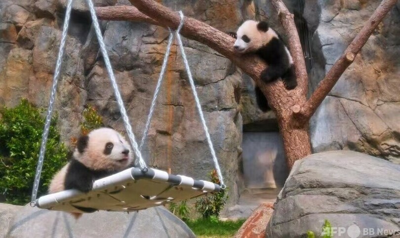 香港初 雌雄双子のジャイアントパンダ赤ちゃんが命名