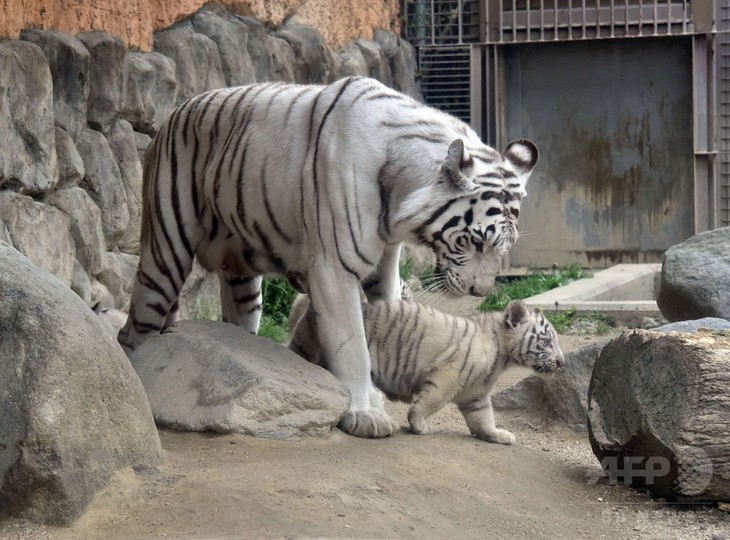 希少なホワイトタイガー4頭公開へ 東武動物公園 写真17枚 国際ニュース Afpbb News