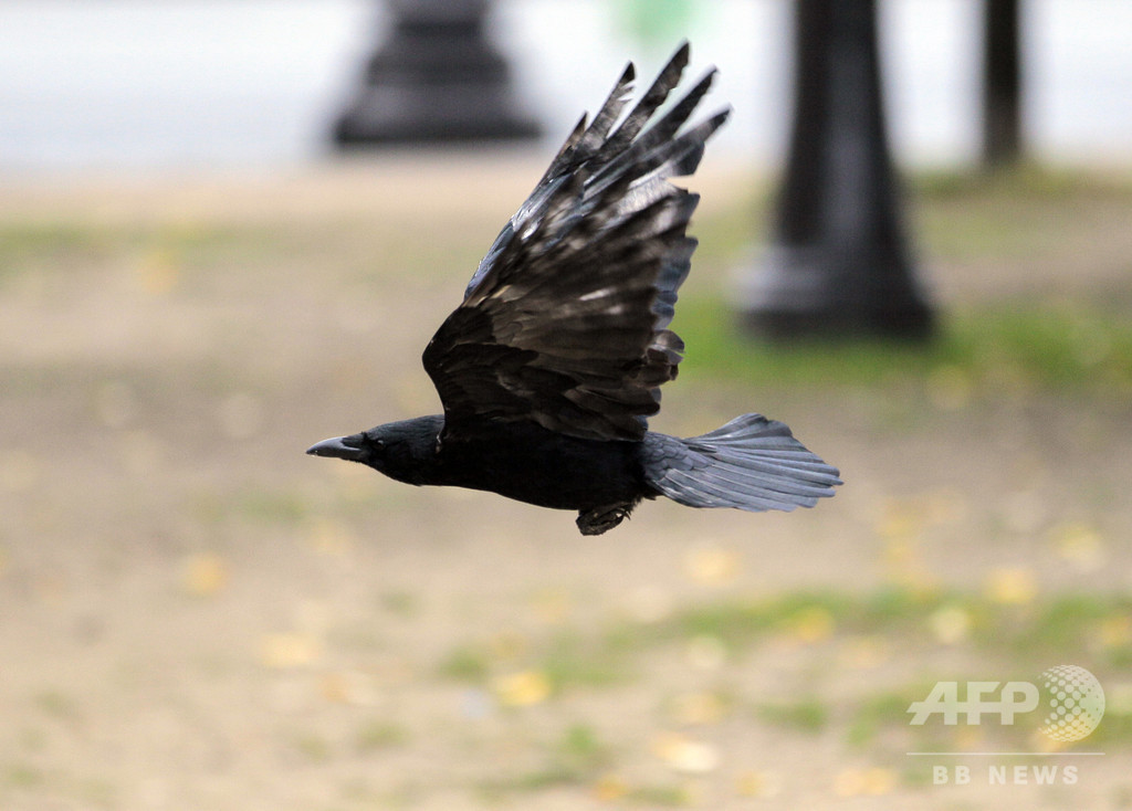 「カラス清掃員」初出動へ、吸い殻拾いの訓練受け 仏テーマパーク 「カラス清掃員」初出動へ、吸い殻拾いの訓練受け 仏テーマパーク