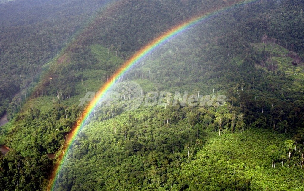 地球上の植物の20%が絶滅の危機に、絶滅したほ乳類数に疑問呈す研究結果も 地球上の植物の20%が絶滅の危機に、絶滅したほ乳類数に疑問呈す研究結果も