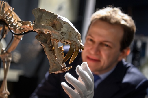 サーベルタイガー」の骨格標本、880万円で落札 写真8枚 国際ニュース