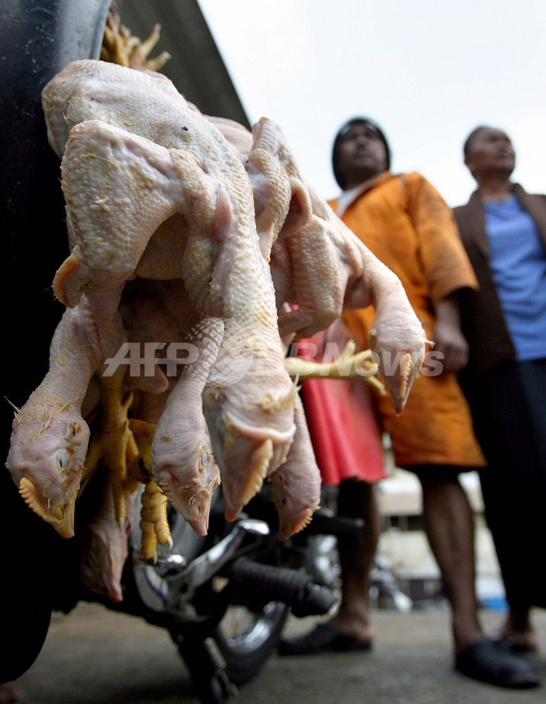 鳥インフルエンザ インドネシアで死者計81人に 写真1枚 国際ニュース Afpbb News