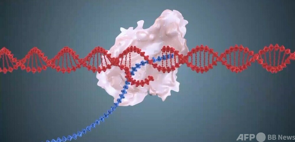 遺伝子の正確な記載を現実に 新しい技術は遺伝性疾患の治療に新たな希望 中国 写真1枚 国際ニュース:AFPBB News