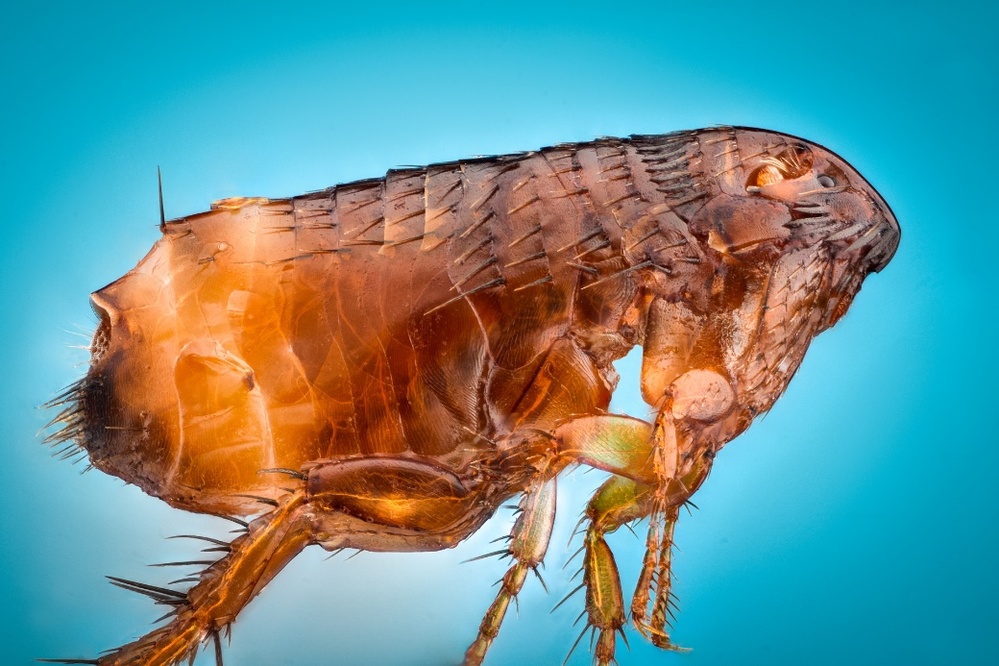 中英の古生物学者、ノミの進化の歴史を解明 写真3枚 国際ニュース:AFPBB News