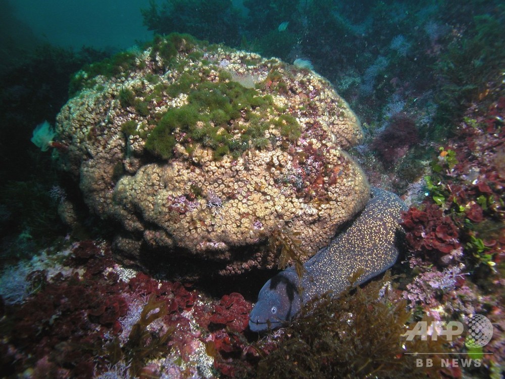 温暖化で「死滅」のサンゴ、現存コロニーで回復を初確認 写真4枚 国際ニュース：AFPBB News