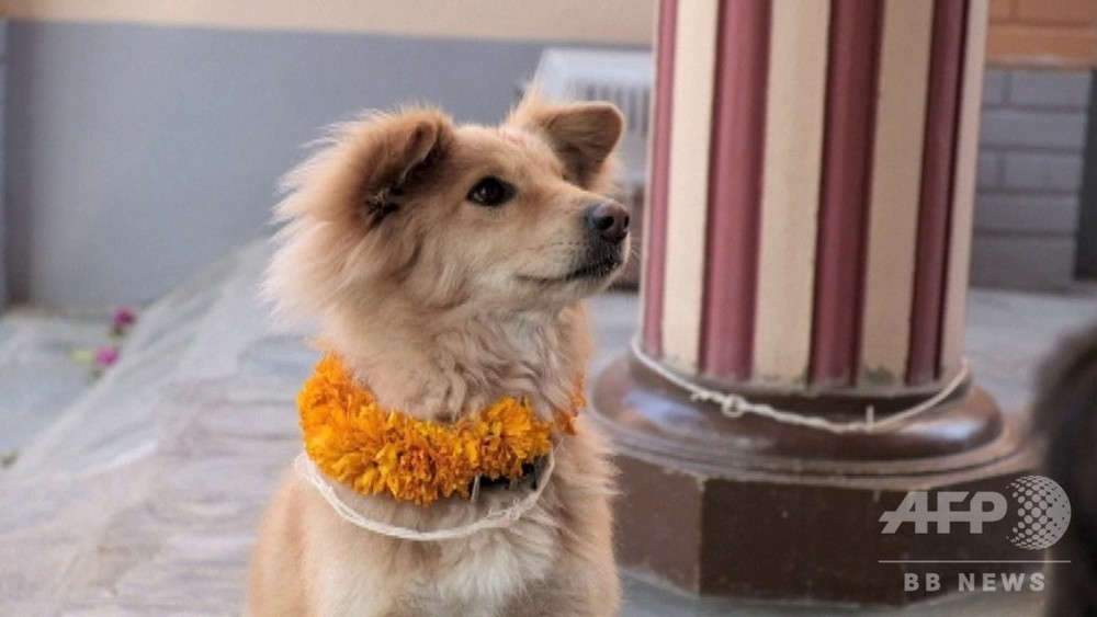 動画 花飾りで祝福 犬の祭り ククル ティハール ネパール 写真1枚 国際ニュース Afpbb News