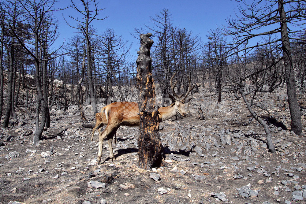 ギリシャで森林火災が頻発 写真7枚 国際ニュース：AFPBB News