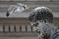 バチカン（Vatican）のサンピエトロ広場（St Peters&apos; Square）で、銅像の頭上を飛ぶカモメ（2014年11月5日撮影）。(c)AFP/ALBERTO PIZZOLI