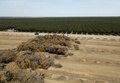 米カリフォルニア州ヒューロンの農園で、水不足のため引き抜かれたアーモンドの木（2021年8月5日撮影）。(c)Robyn Beck / AFP