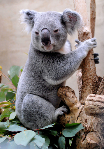 オスのコアラ、「伴侶」を求めてお引っ越し - ドイツ