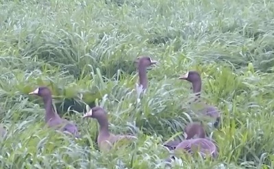 四川省洪雅県で国の希少野生動物マガン見つかる
