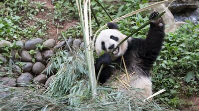 パンダのシンシン、大好きな竹に夢中 中国四川省