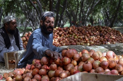 アフガン名産ザクロ、国境封鎖で腐敗の恐れ