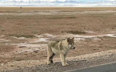 「野生の太ったオオカミ」、中国で話題に
